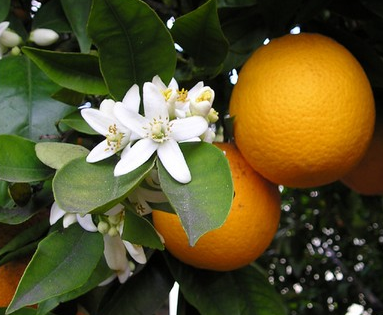 Les bienfaits de l'eau de fleur d'oranger pour la peau et la santé